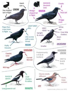 Eight species of corvids, including crows, ravens, jackdaws, and magpies