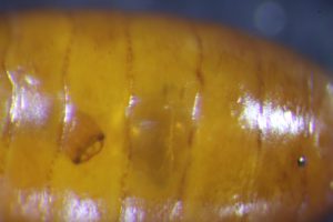 Wasp larva inside of a bleph pupa. PARASITISM!!