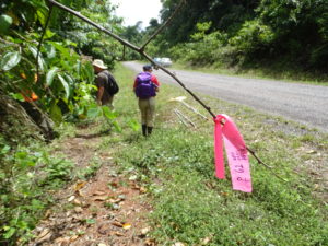 Our flagging system of pink tags to indicate our flowers. 