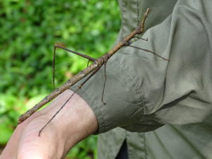 Looks like a Walking Stick right? Its actually a Jumping stick, which is a type of Grasshopper!