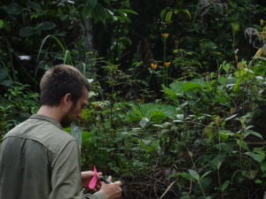 Andrew, preparing to label an inflorescence. 