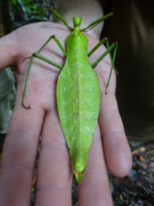 Cool bug alert!! Although this bug looks like a leaf, its actually a stick bug.