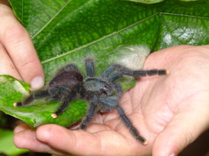 Close-up on tarantula friend.