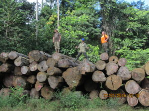 Logs on logs on logs on logs. 